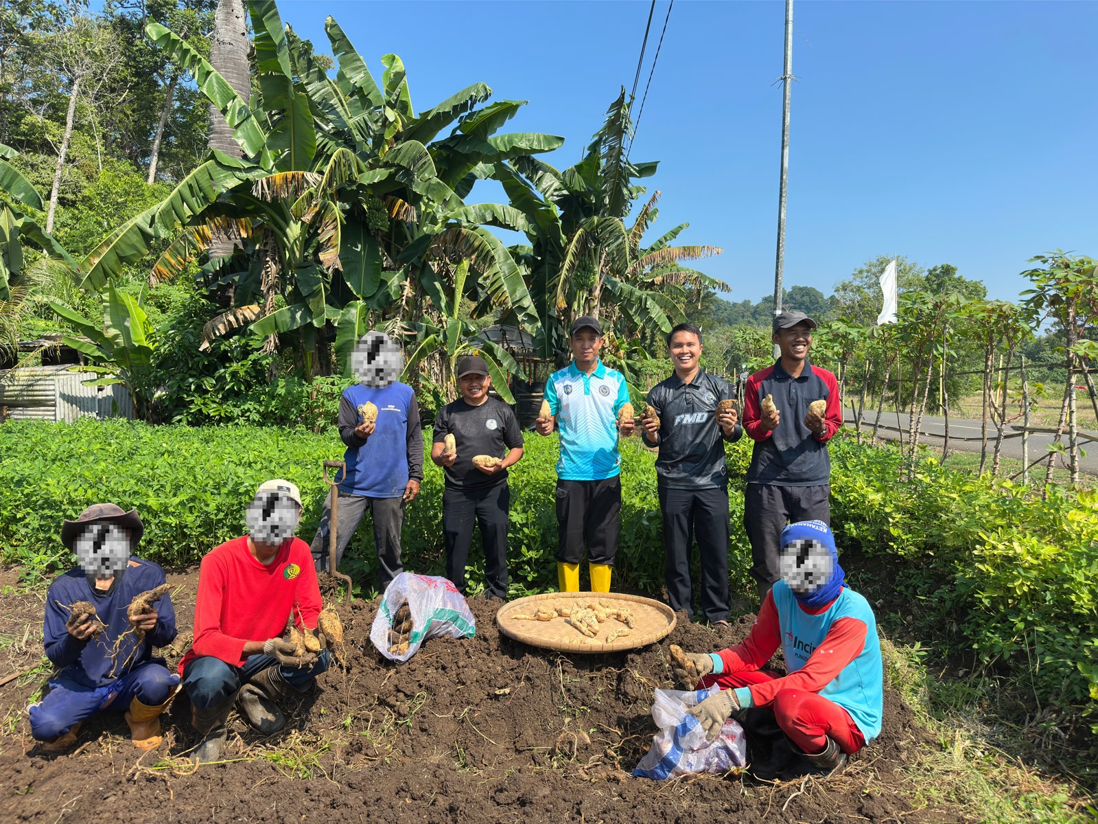 Panen Ubi Cilembu