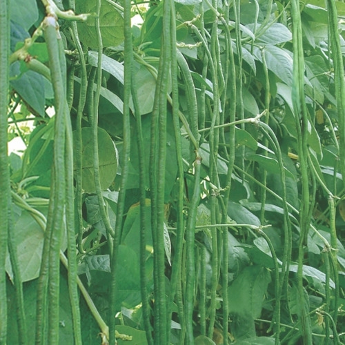 Kacang Panjang